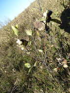 Imagem de Symphoricarpos occidentalis Hook.