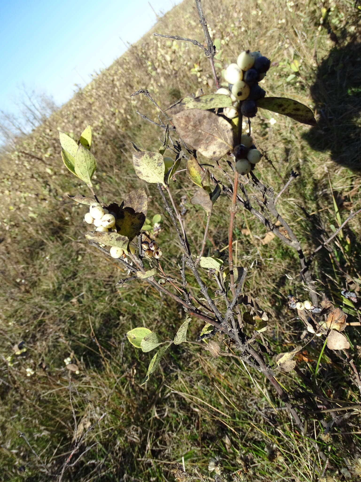 Imagem de Symphoricarpos occidentalis Hook.