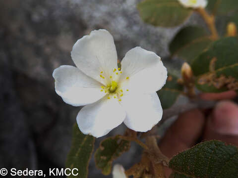 Image of Perrierodendron