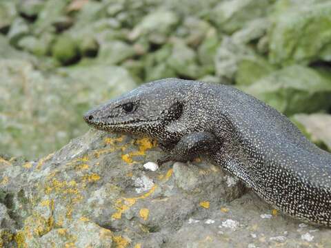 Image of Dotted Galliwasp