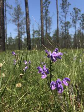 Image of Florida skullcap