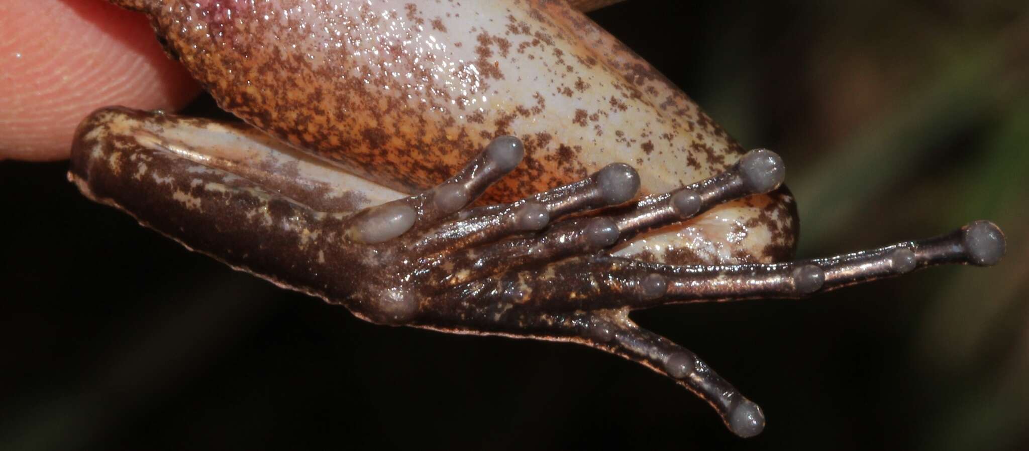 Image of Izabal robber frog