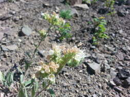 Image of silverleaf phacelia