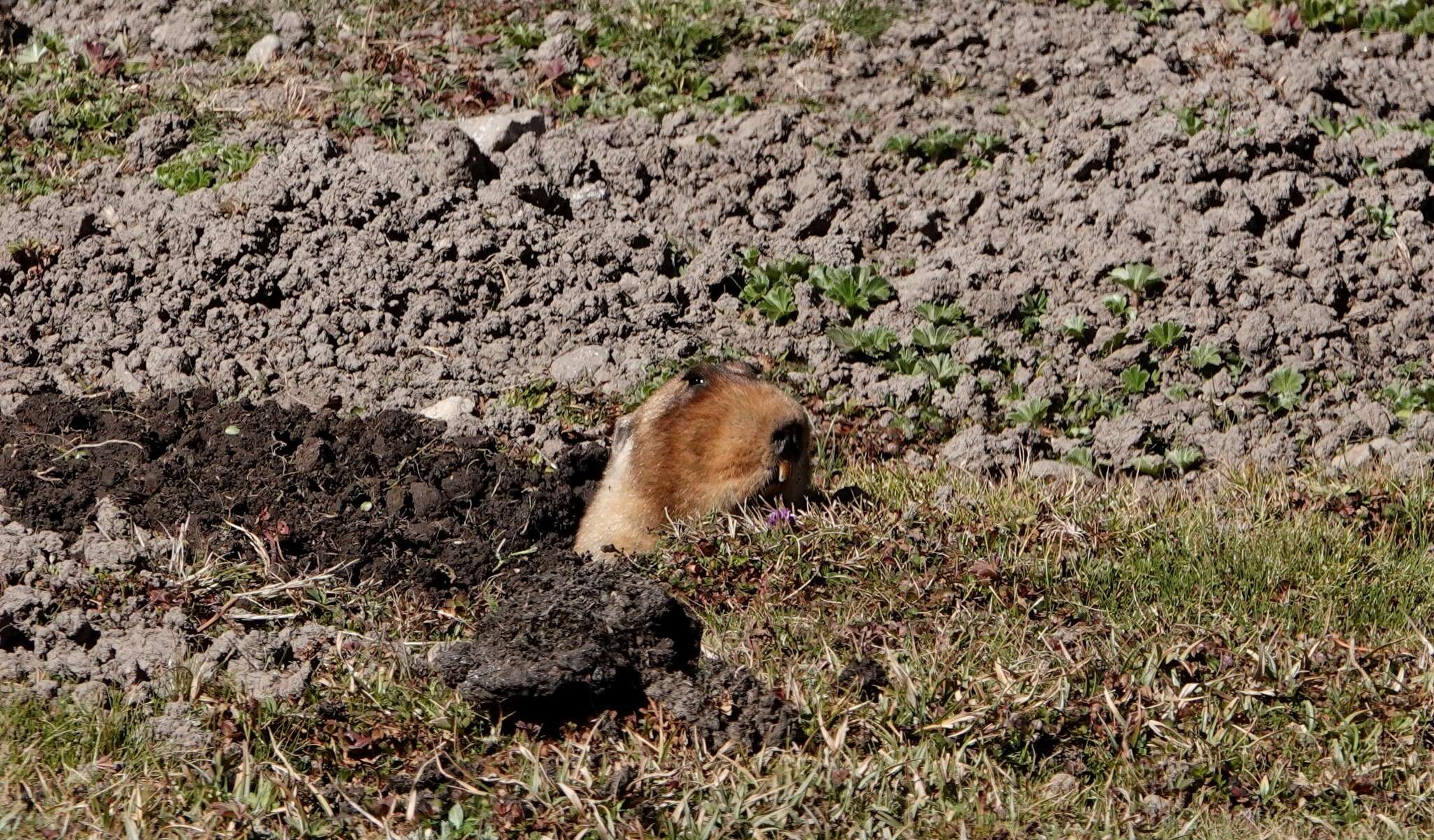 Image of East African mole rats