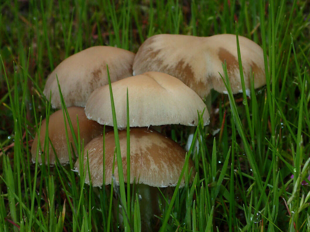 Image of Candolleomyces candolleanus (Fr.) D. Wächt. & A. Melzer