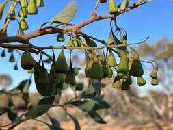 صورة Codonocarpus cotinifolius (Desf.) F. Müll.