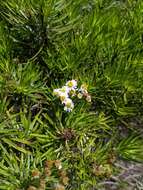 Image of Thin-leafed Darwin's Shrub