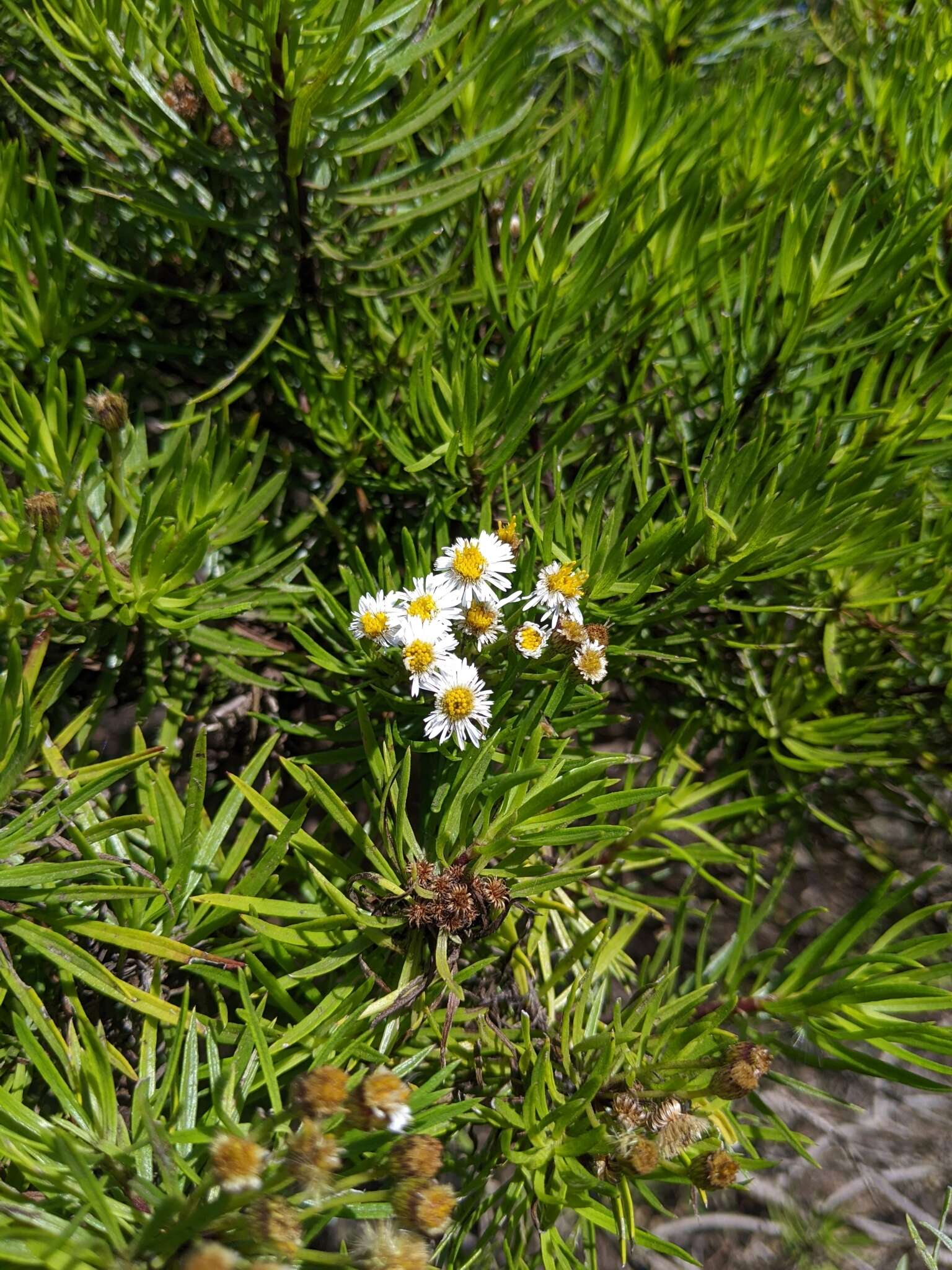 Image of Thin-leafed Darwin's Shrub