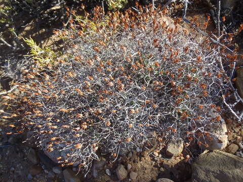 Image of Tylecodon reticulatus subsp. reticulatus