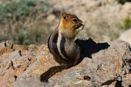 Image of Callospermophilus Merriam 1897