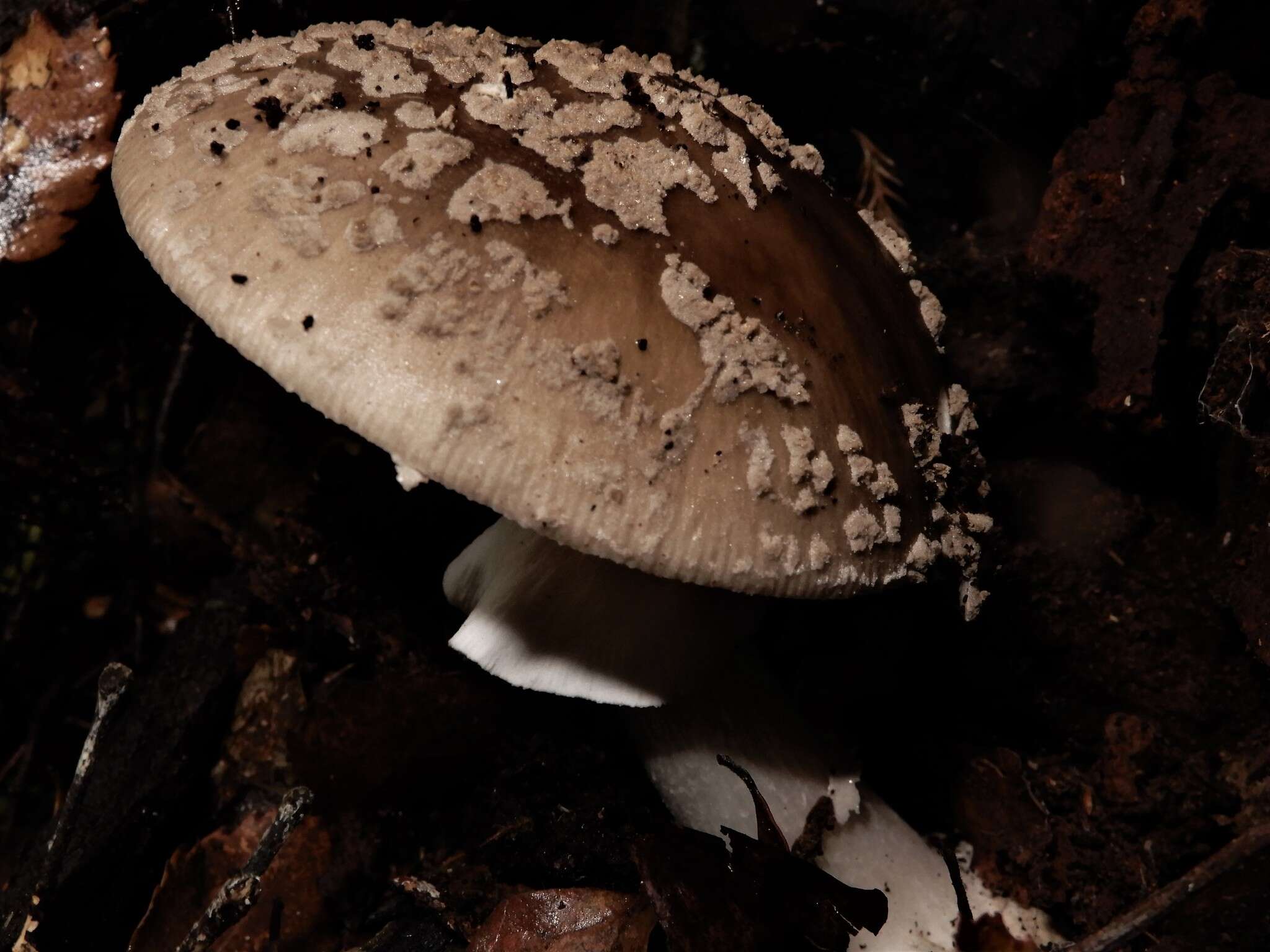 Image of Amanita nothofagi G. Stev. 1962