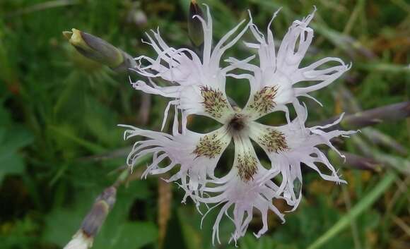 Image of fringed pink