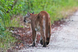 Image of Puma concolor coryi