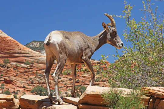 Image of Desert bighorn sheep