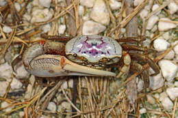 Image of Atlantic sand fiddler