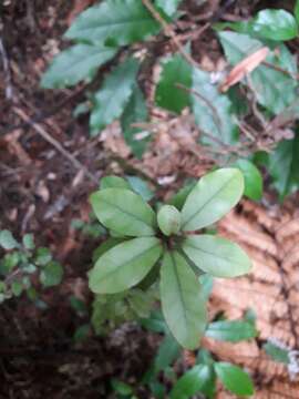 Image of Alseuosmia banksii A. Cunn.