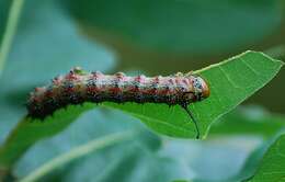 Image of Pink-striped Oakworm