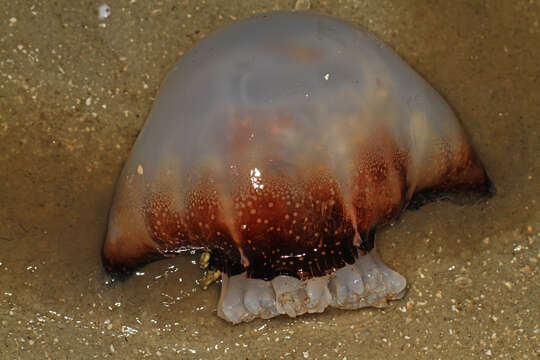 Image of Cannonball Jellies