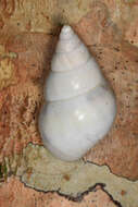 Image of <i>Liguus fasciatus</i>