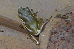 Image of American Green Treefrog