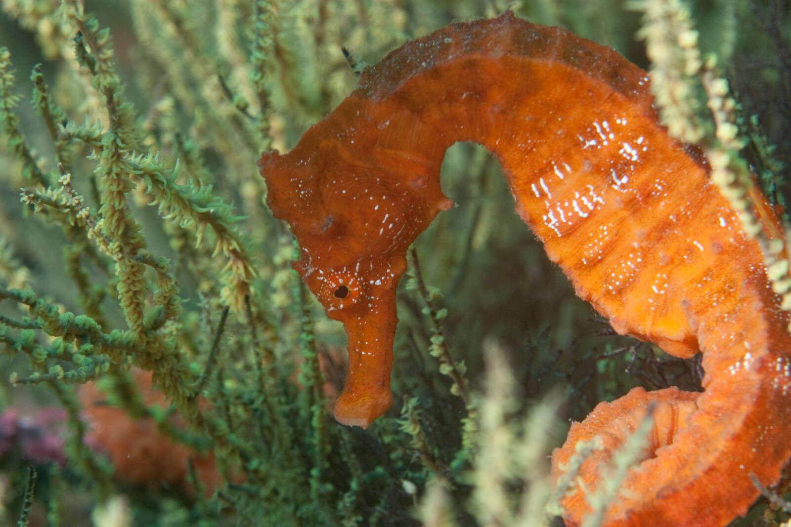 Imagem de Hippocampus ingens Girard 1858