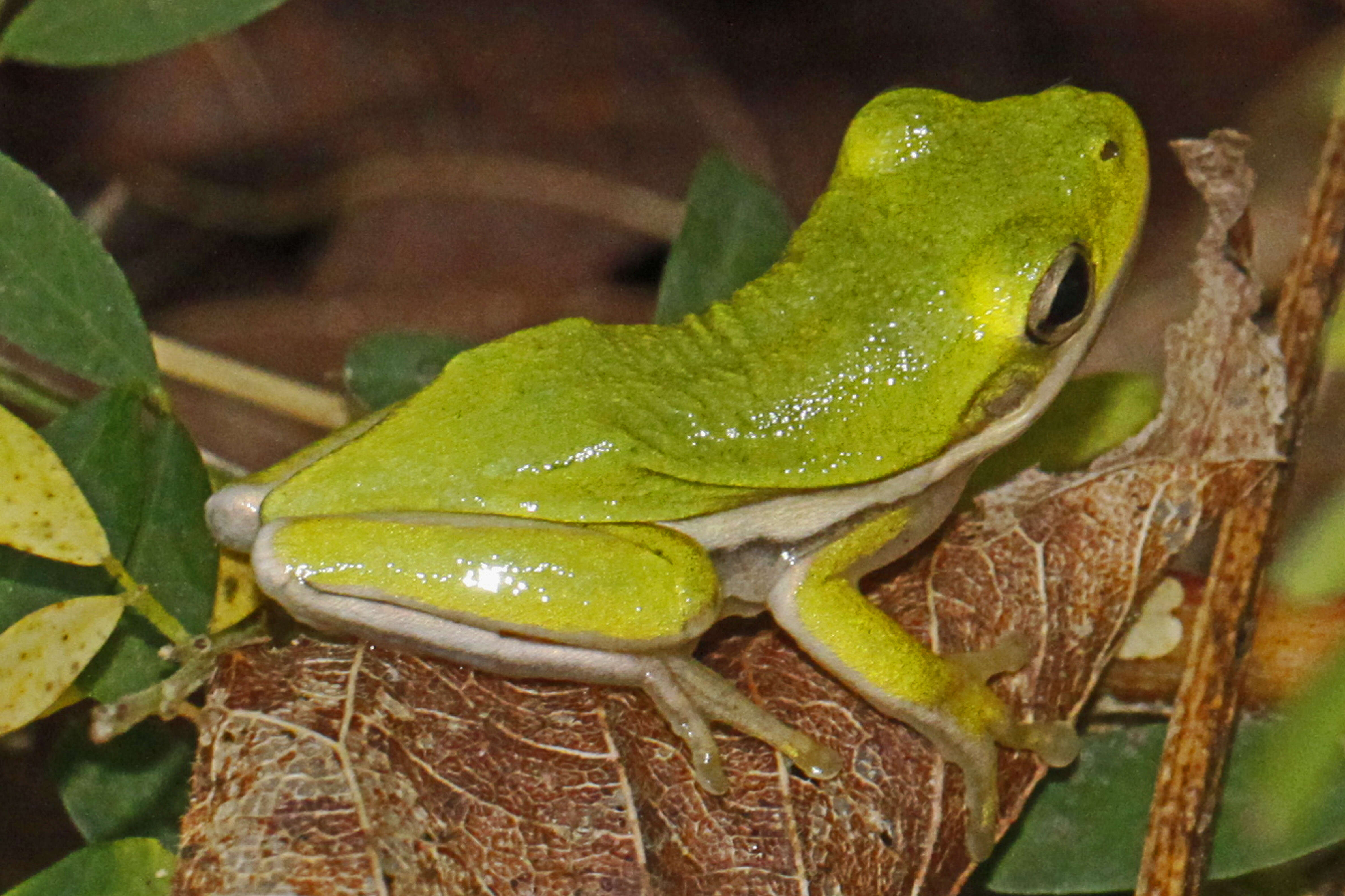 Image of American Green Treefrog