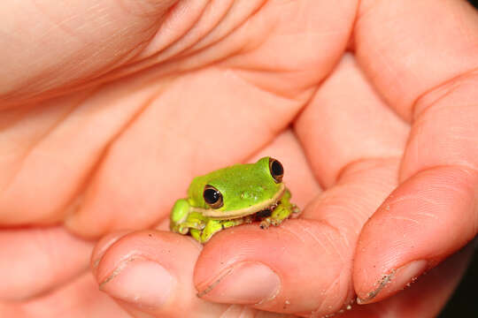 Image of American Green Treefrog