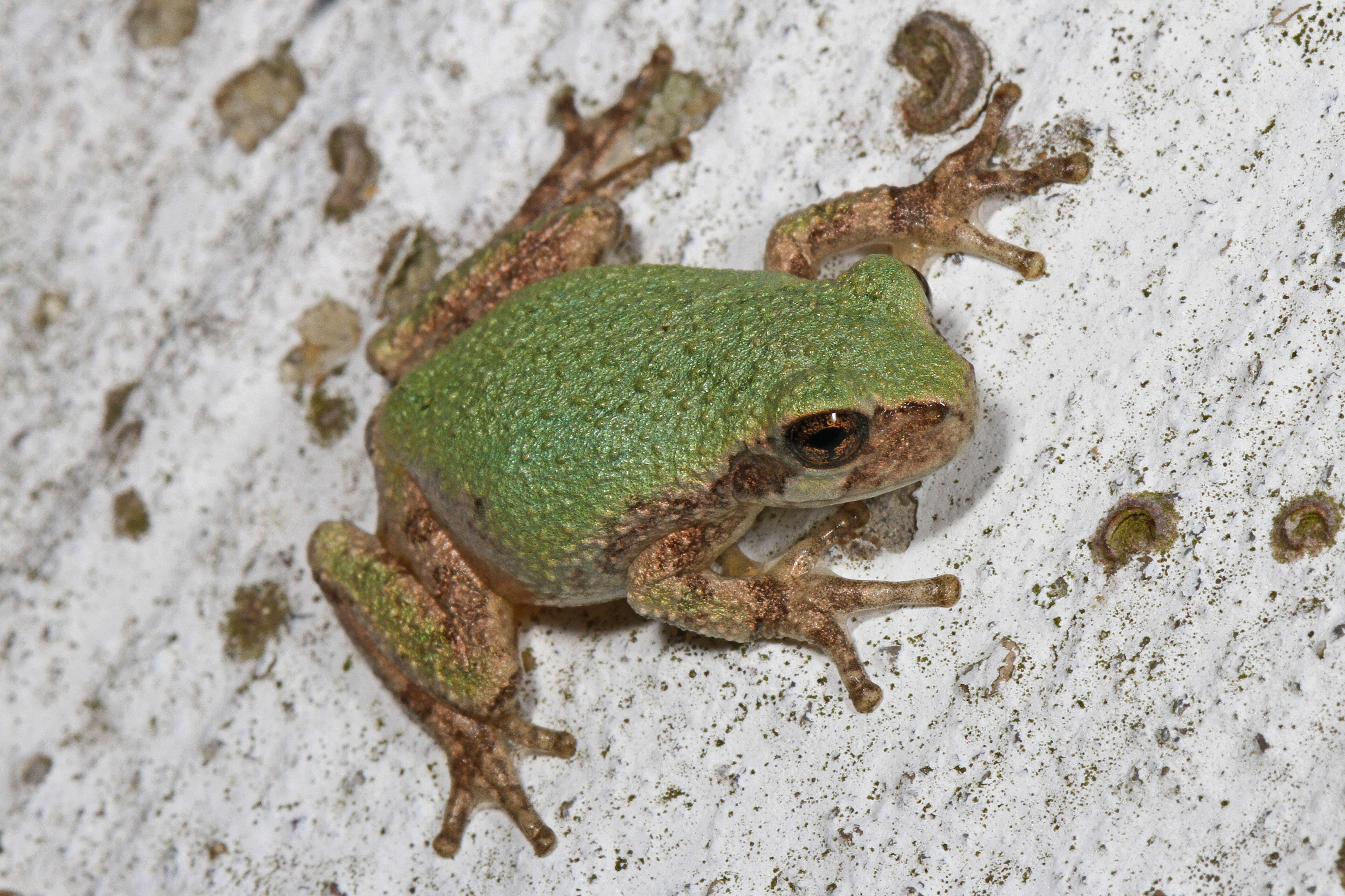 Image of Gray Treefrog