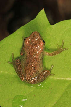 Image of Spring Peeper