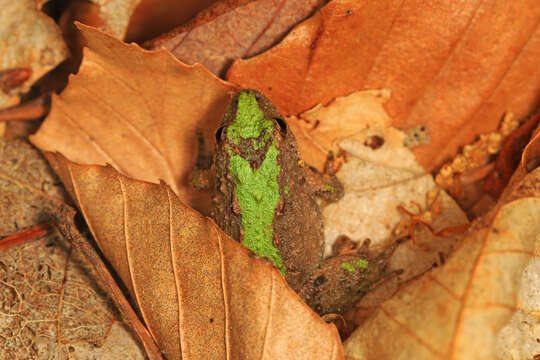 Image of Northern Cricket Frog