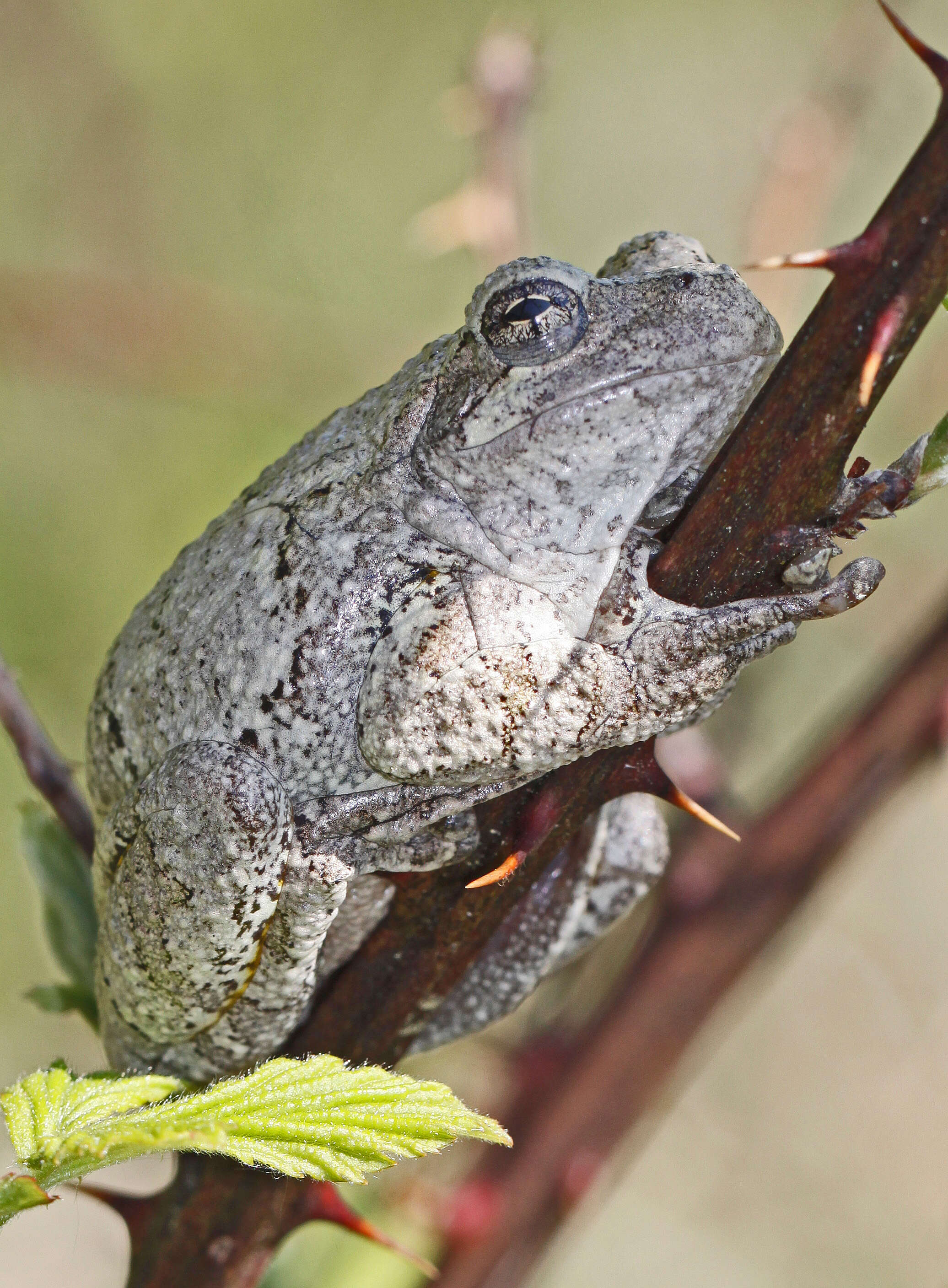 Image of Cope's Gray Treefrog