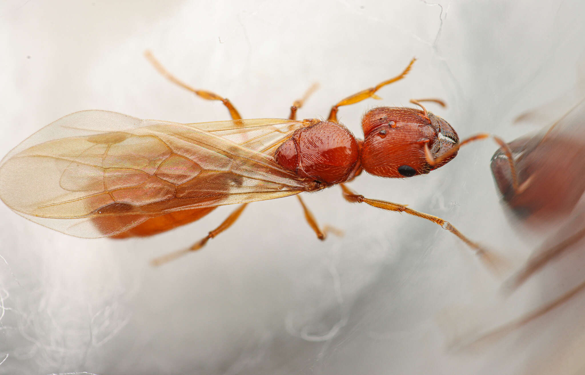 Image of Pheidole spadonia Wheeler 1915