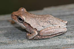 Image of Pine Woods Treefrog