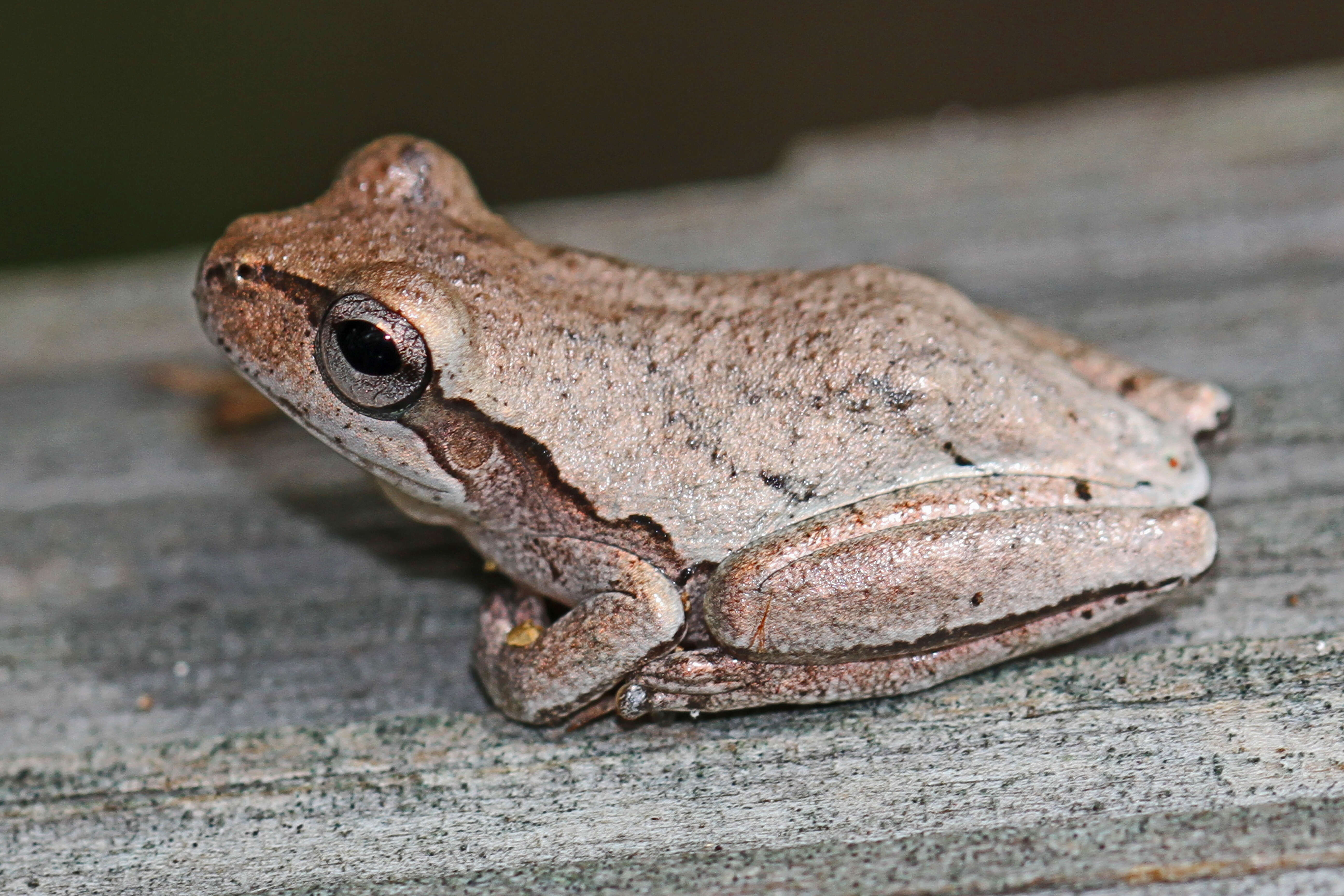 Image of Pine Woods Treefrog