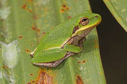 Image of Squirrel Treefrog