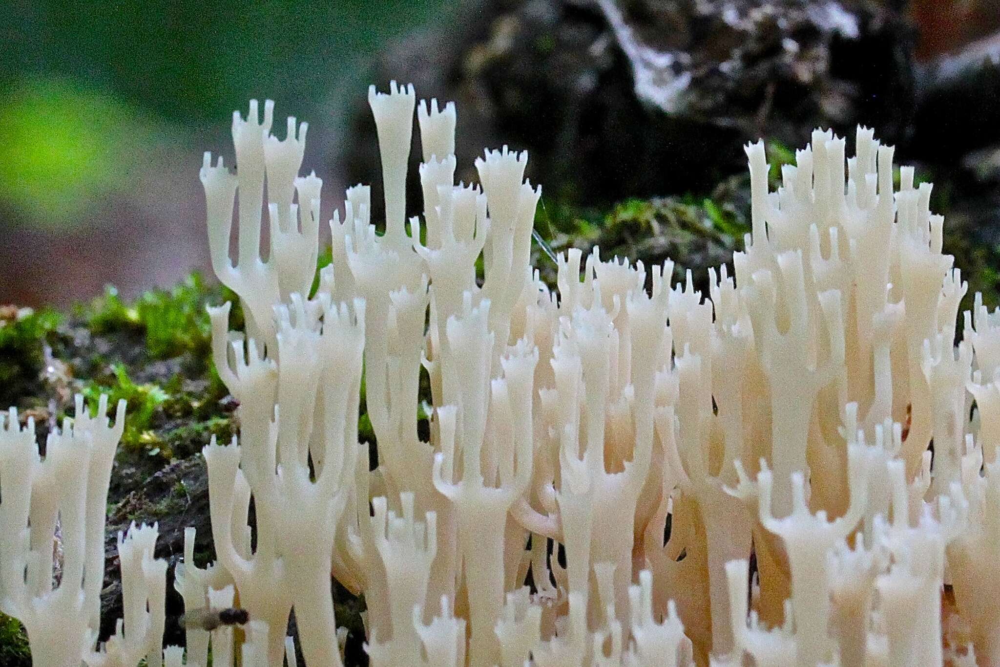 Image of Artomyces pyxidatus (Pers.) Jülich 1982