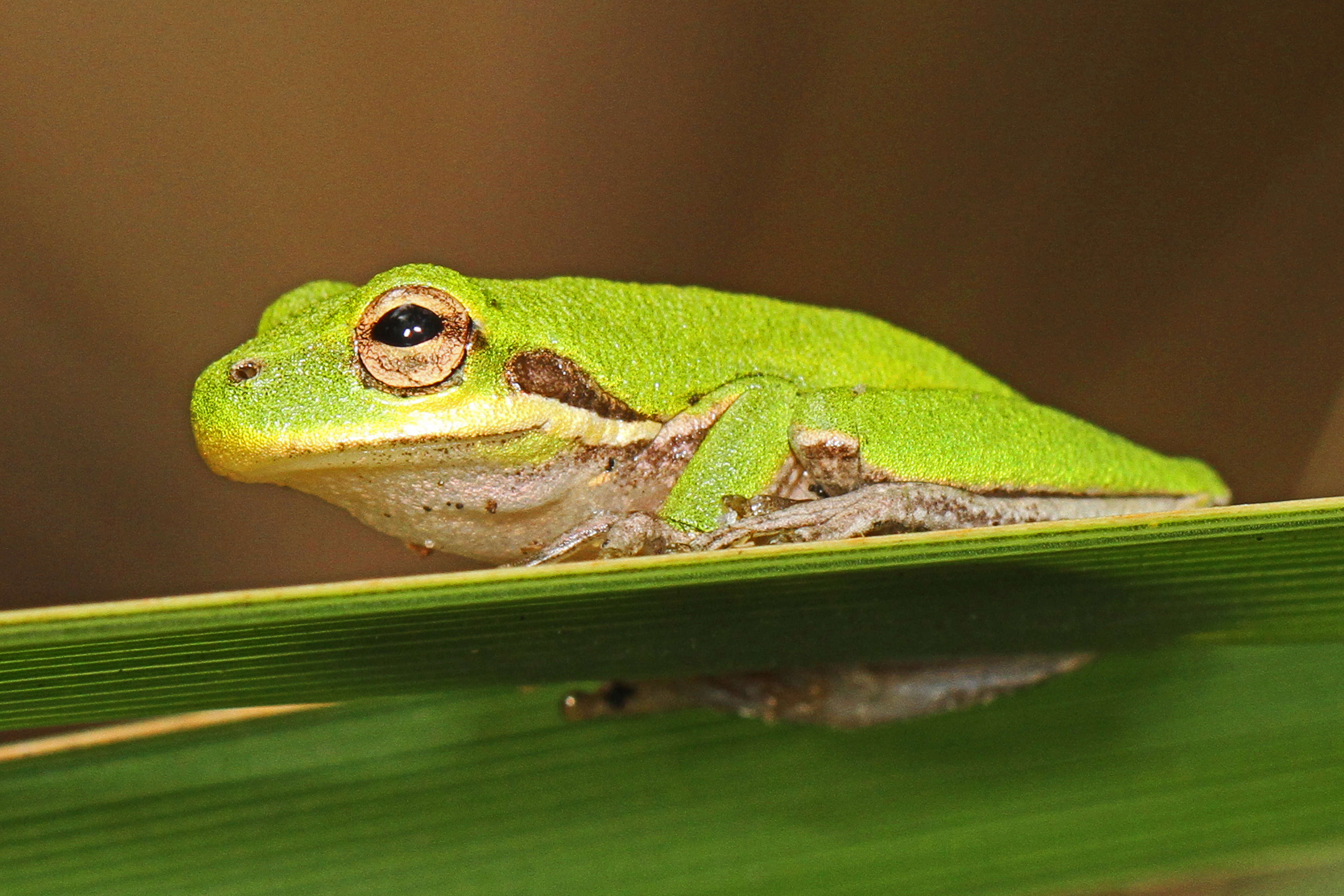 Image of Squirrel Treefrog