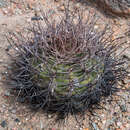 Image of Gymnocalycium hossei (Haage) A. Berger