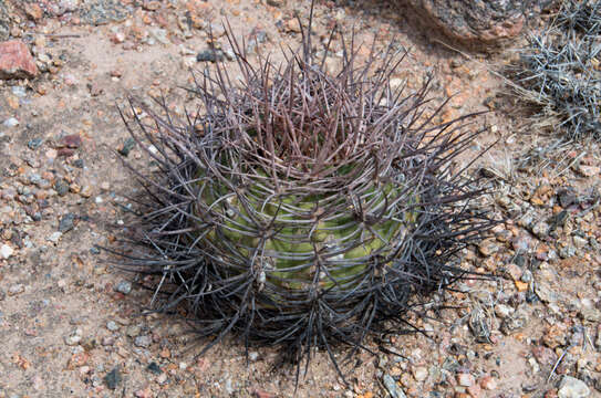 Image of Gymnocalycium hossei (Haage) A. Berger