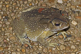 Image of asian black spotted toad