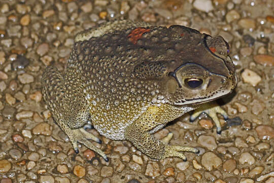 Image of Asian black-spined toad