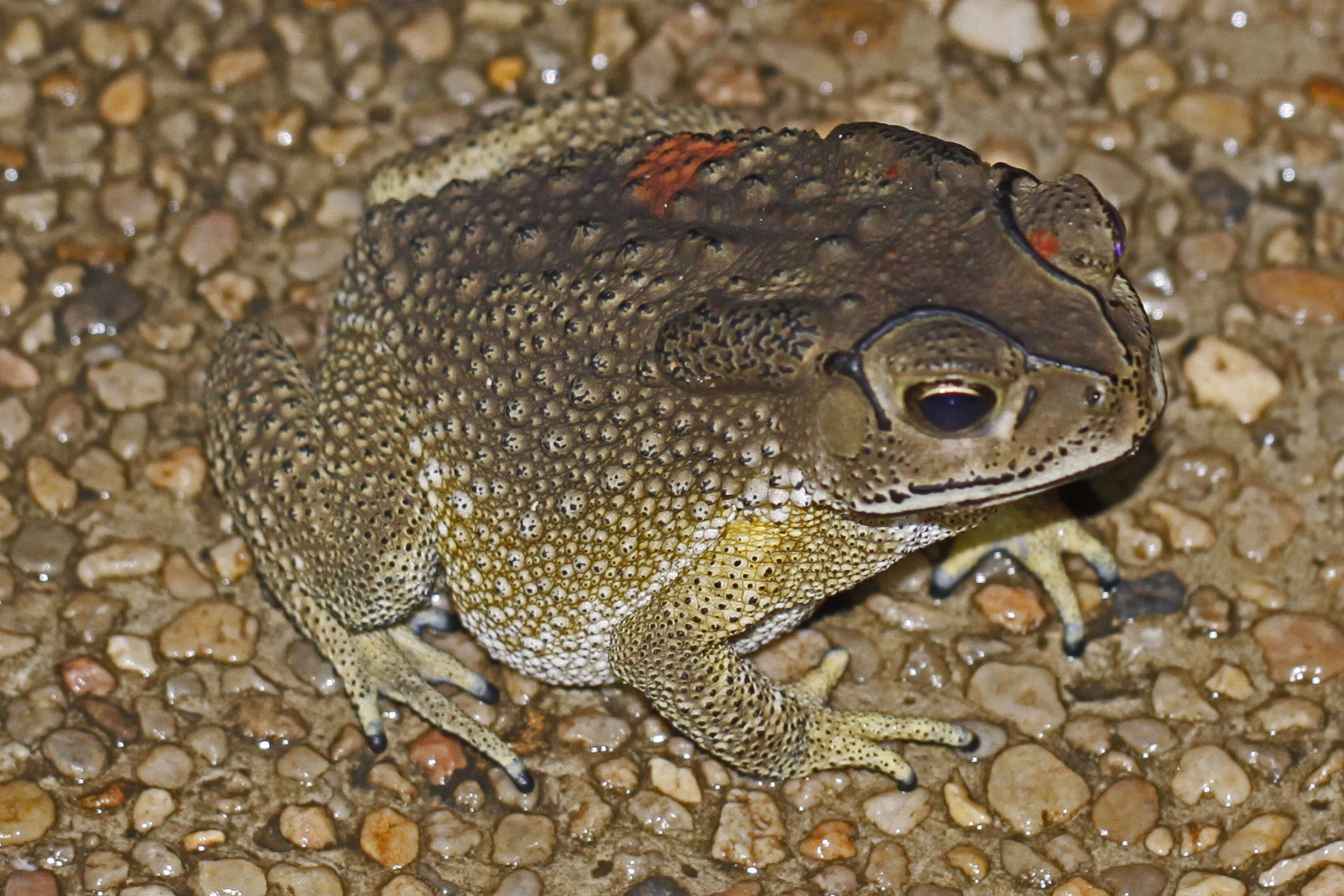 Image of asian black spotted toad