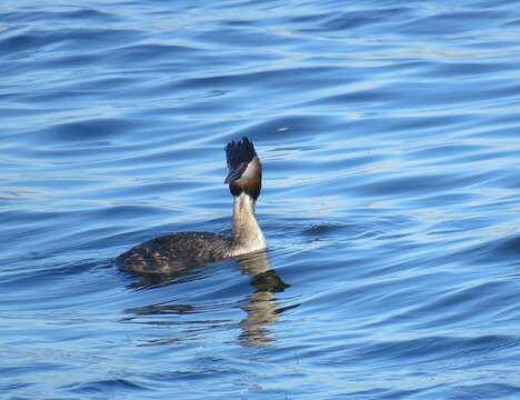 Image of Podiceps cristatus infuscatus Salvadori 1884