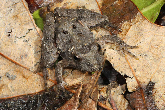 Image of Northern Cricket Frog