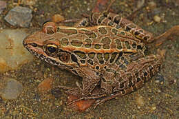 Image of pickerel frog