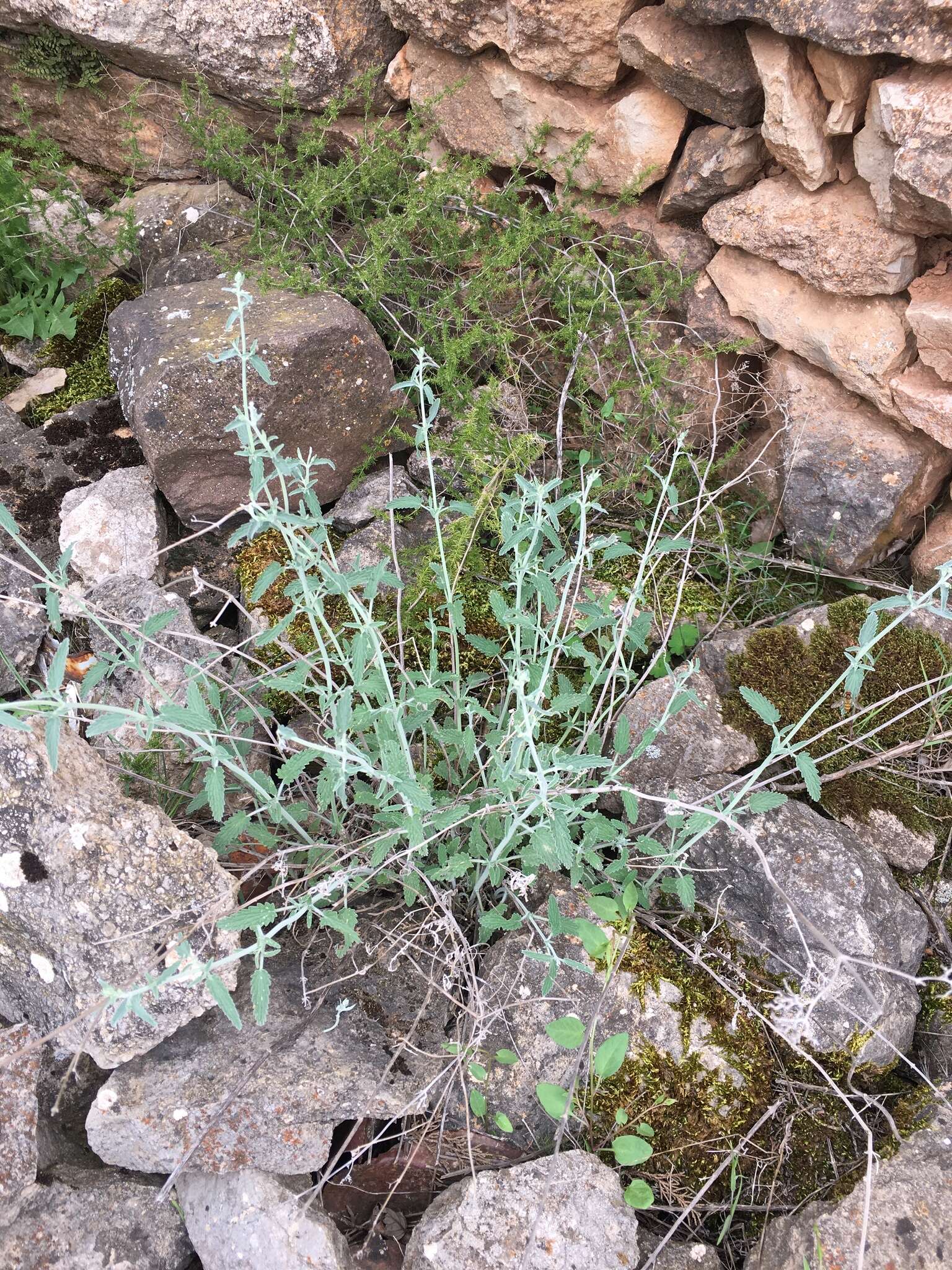 Image de Nepeta nepetella L.