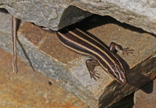 Image of Common Five-lined Skink