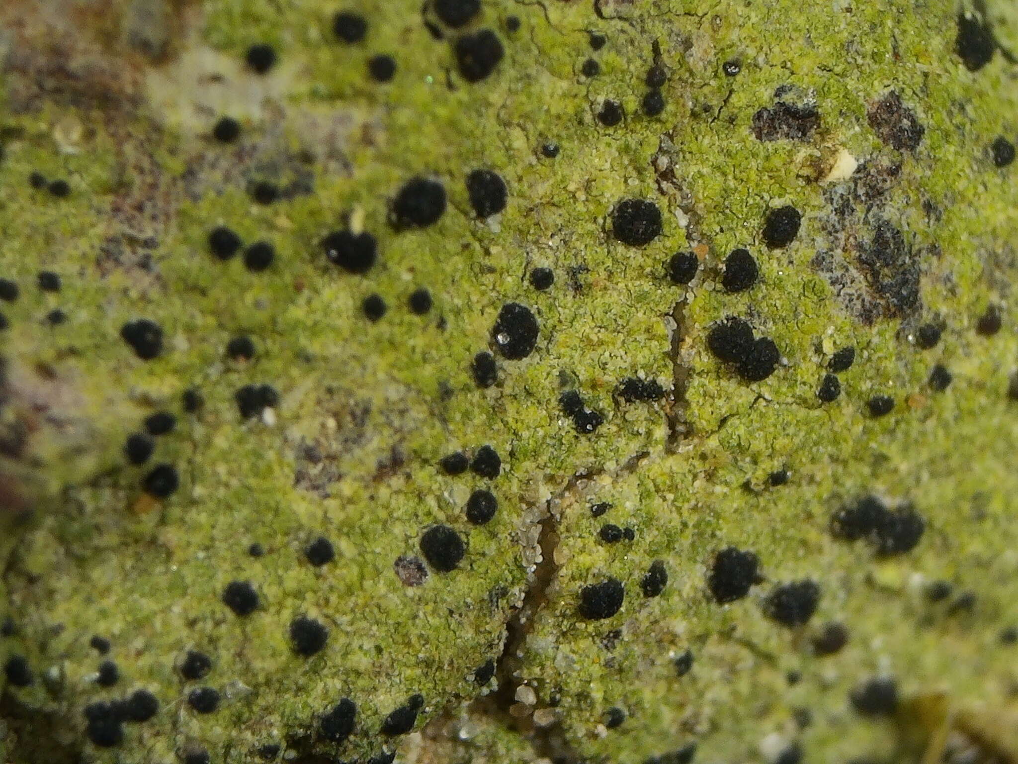 Image of psilolechia lichen