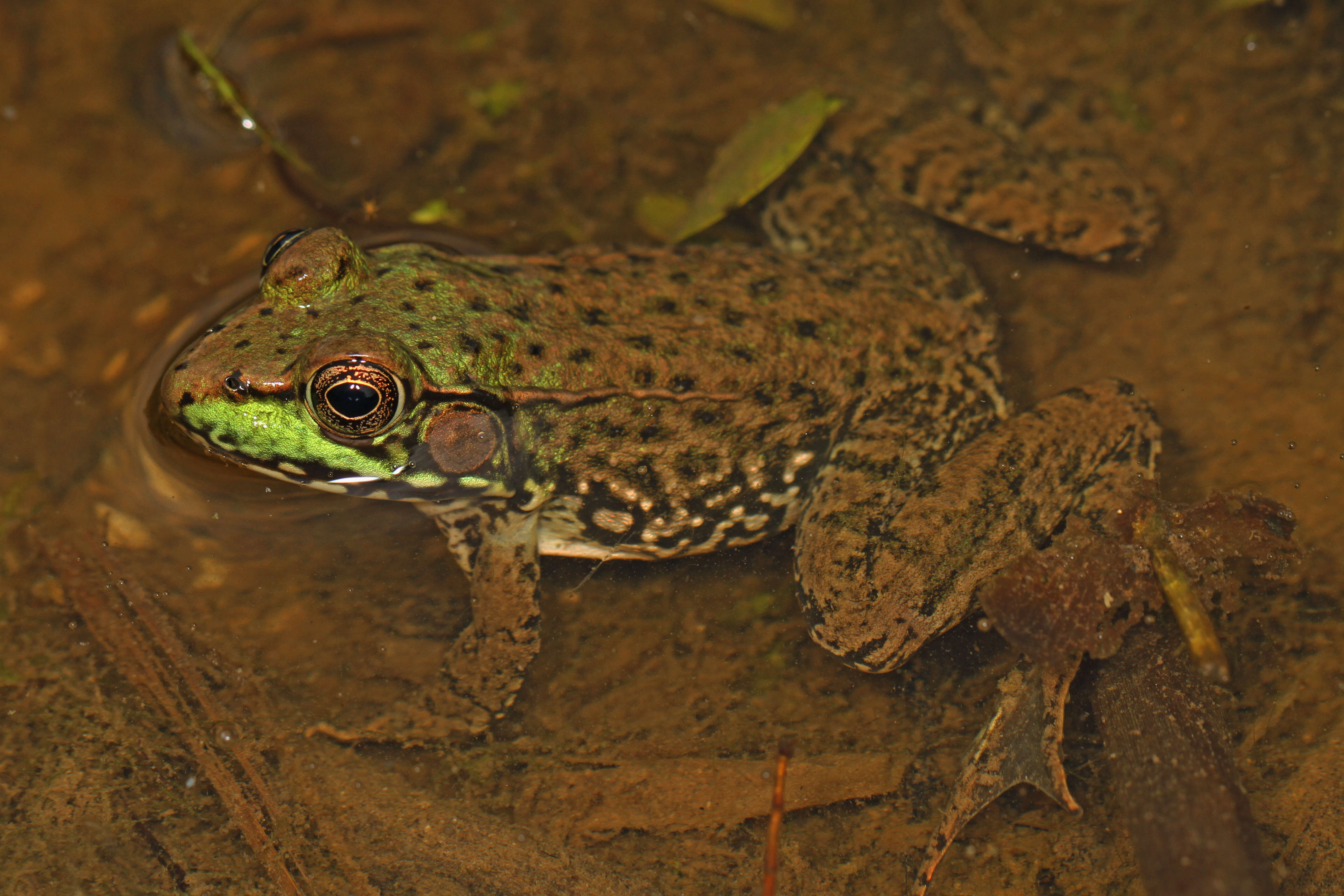 Image of Green Frog