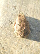 Image of Karoo Toad